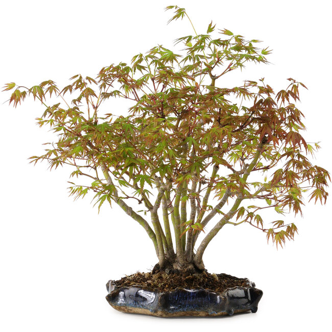 Acer palmatum, 34 cm, ± 15 Jahre alt, mit einem Wurzelhals von 8 cm