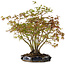 Acer palmatum, 34 cm, ± 15 Jahre alt, mit einem Wurzelhals von 8 cm