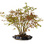 Acer palmatum, 34 cm, ± 15 Jahre alt, mit einem Wurzelhals von 8 cm