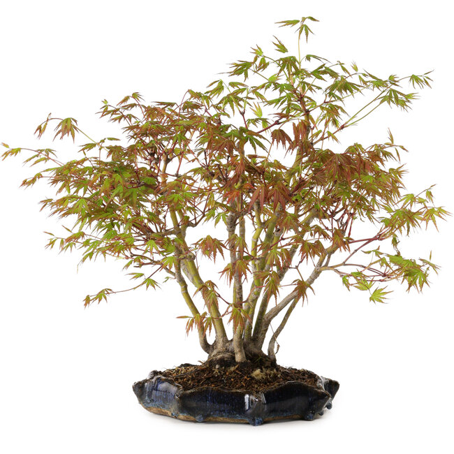 Acer palmatum, 34 cm, ± 15 Jahre alt, mit einem Wurzelhals von 8 cm