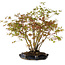Acer palmatum, 34 cm, ± 15 Jahre alt, mit einem Wurzelhals von 8 cm