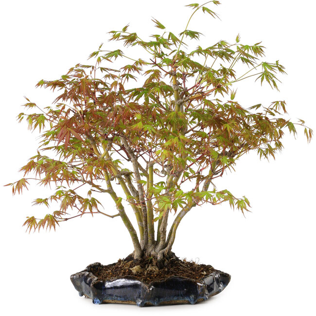 Acer palmatum, 34 cm, ± 15 years old, with a nebari of 8 cm