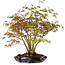 Acer palmatum, 34 cm, ± 15 Jahre alt, mit einem Wurzelhals von 8 cm