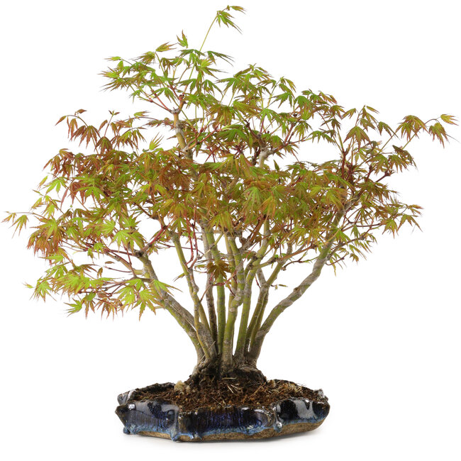 Acer palmatum, 34 cm, ± 15 Jahre alt, mit einem Wurzelhals von 8 cm