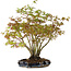 Acer palmatum, 34 cm, ± 15 years old, with a nebari of 8 cm
