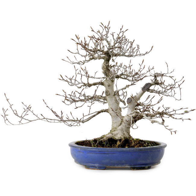 Fagus crenata, 35 cm, ± 20 years old, with a nebari of 17 cm