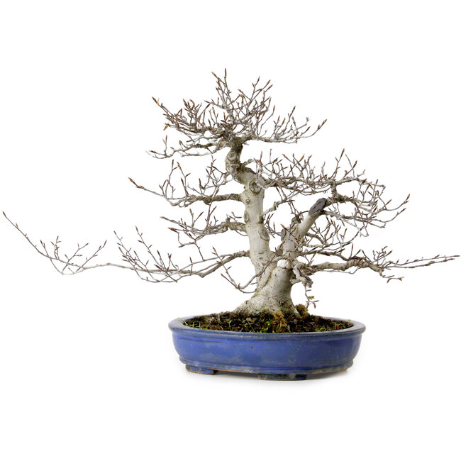 Fagus crenata, 35 cm, ± 20 Jahre alt, mit einem Wurzelhals von 17 cm