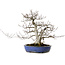 Fagus crenata, 35 cm, ± 20 jaar oud, met een nebari van 17 cm