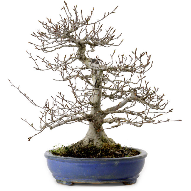 Fagus crenata, 35 cm, ± 20 Jahre alt, mit einem Wurzelhals von 17 cm