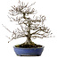 Fagus crenata, 35 cm, ± 20 jaar oud, met een nebari van 17 cm