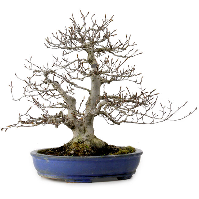 Fagus crenata, 35 cm, ± 20 años de edad, con un nebari de 17 cm