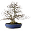 Fagus crenata, 35 cm, ± 20 anni, con nebari di 17 cm