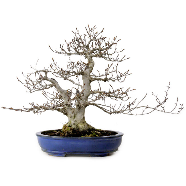 Fagus crenata, 35 cm, ± 20 jaar oud, met een nebari van 17 cm
