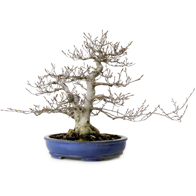 Fagus crenata, 35 cm, ± 20 anni, con nebari di 17 cm