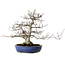 Fagus crenata, 35 cm, ± 20 anni, con nebari di 17 cm