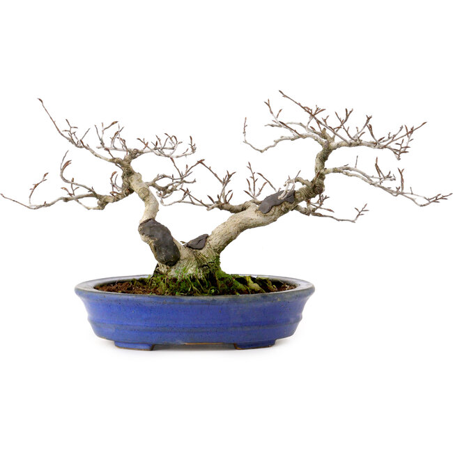Fagus crenata, 20 cm, ± 20 years old, with a nebari of 7 cm