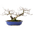 Fagus crenata, 20 cm, ± 20 years old, with a nebari of 7 cm