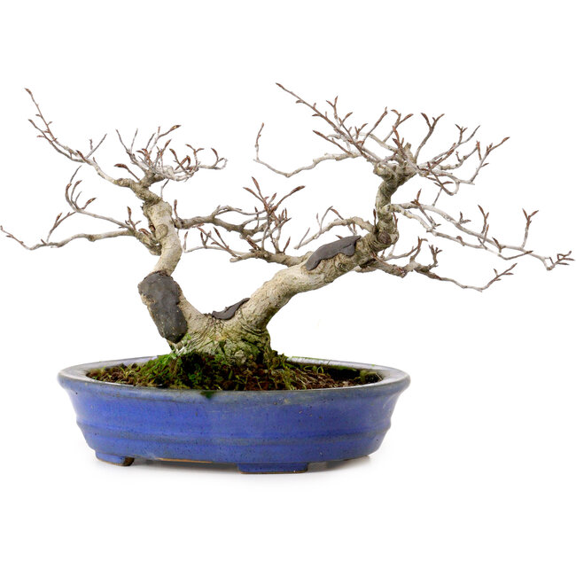 Fagus crenata, 20 cm, ± 20 years old, with a nebari of 7 cm