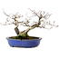 Fagus crenata, 20 cm, ± 20 years old, with a nebari of 7 cm