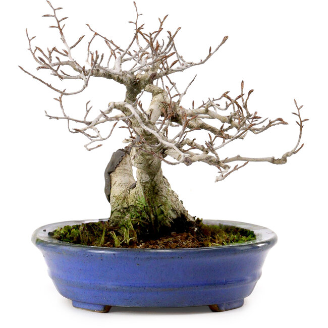 Fagus crenata, 20 cm, ± 20 years old, with a nebari of 7 cm