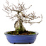 Fagus crenata, 20 cm, ± 20 years old, with a nebari of 7 cm