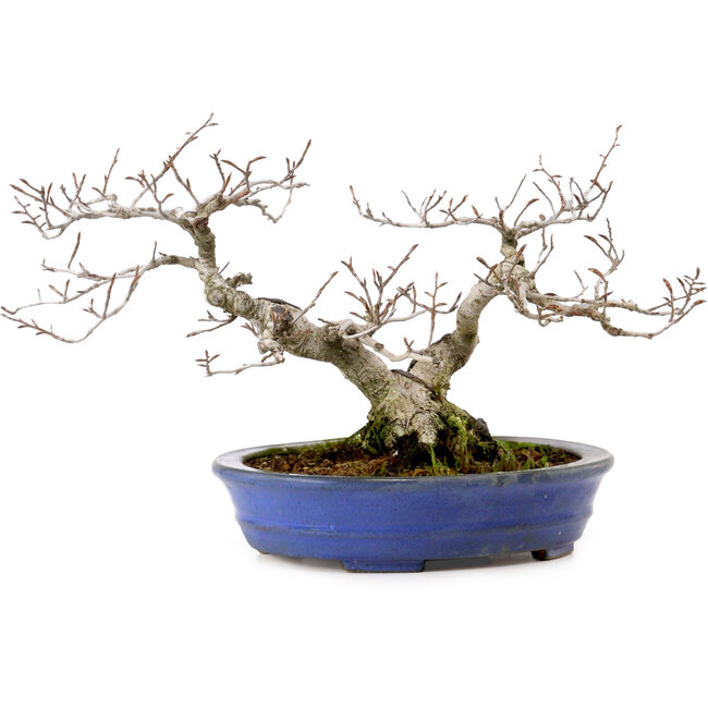 Fagus crenata, 20 cm, ± 20 years old, with a nebari of 7 cm