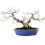 Fagus crenata, 20 cm, ± 20 years old, with a nebari of 7 cm
