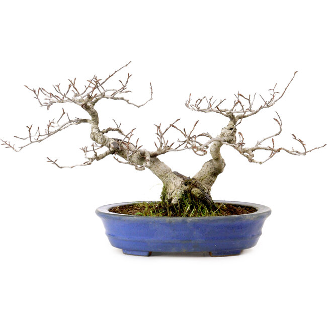Fagus crenata, 20 cm, ± 20 years old, with a nebari of 7 cm