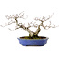 Fagus crenata, 20 cm, ± 20 years old, with a nebari of 7 cm