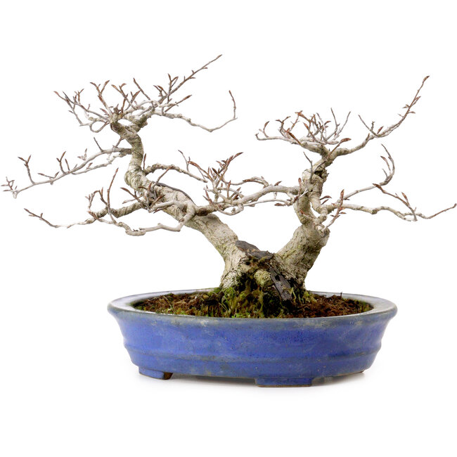Fagus crenata, 20 cm, ± 20 years old, with a nebari of 7 cm