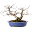 Fagus crenata, 20 cm, ± 20 years old, with a nebari of 7 cm