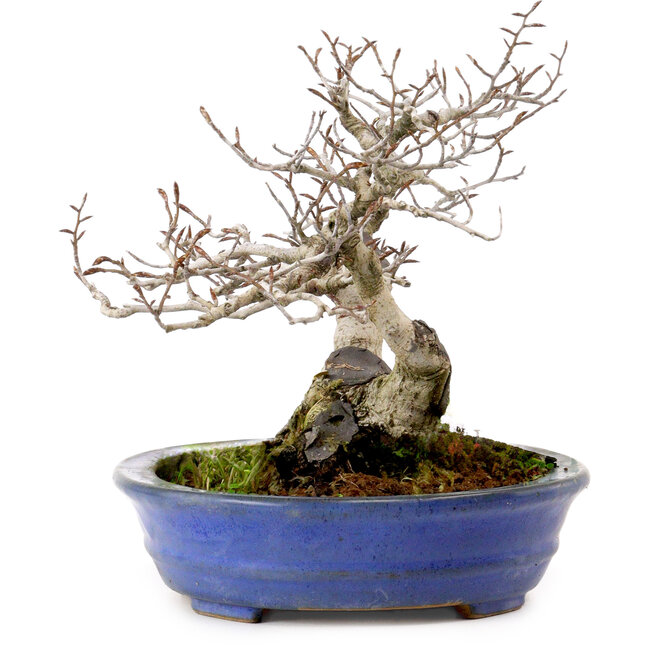 Fagus crenata, 20 cm, ± 20 years old, with a nebari of 7 cm