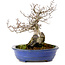 Fagus crenata, 20 cm, ± 20 years old, with a nebari of 7 cm