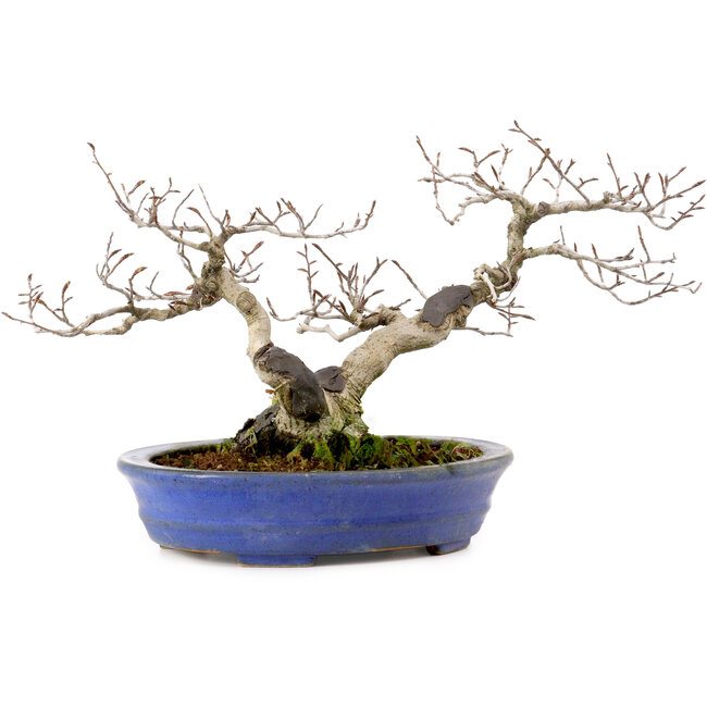 Fagus crenata, 20 cm, ± 20 years old, with a nebari of 7 cm