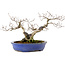 Fagus crenata, 20 cm, ± 20 years old, with a nebari of 7 cm