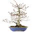 Fagus crenata, 31 cm, ± 20 years old, with a nebari of 9 cm