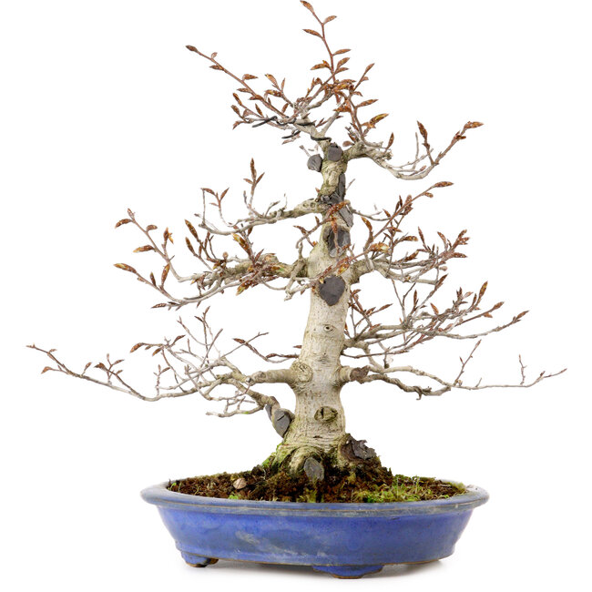 Fagus crenata, 31 cm, ± 20 years old, with a nebari of 9 cm