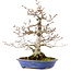 Fagus crenata, 31 cm, ± 20 years old, with a nebari of 9 cm