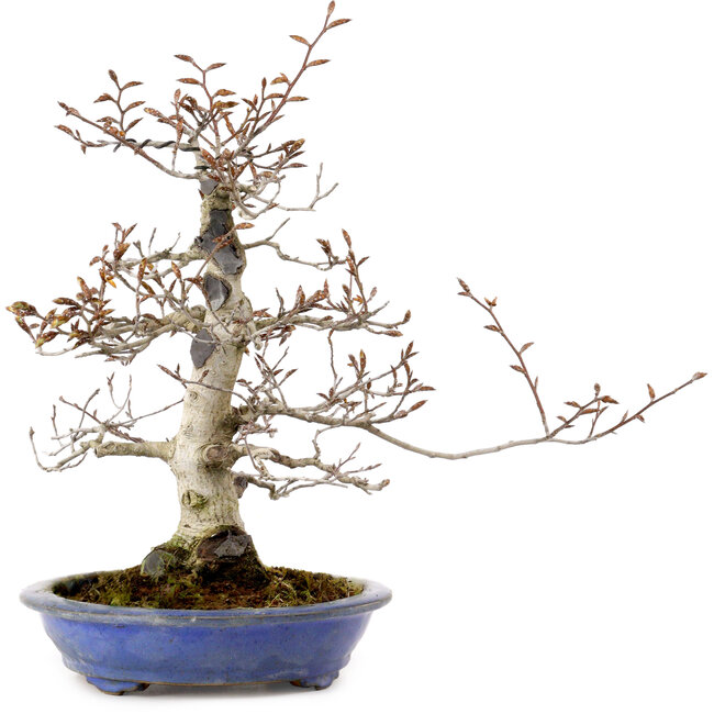 Fagus crenata, 31 cm, ± 20 years old, with a nebari of 9 cm
