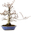 Fagus crenata, 31 cm, ± 20 years old, with a nebari of 9 cm