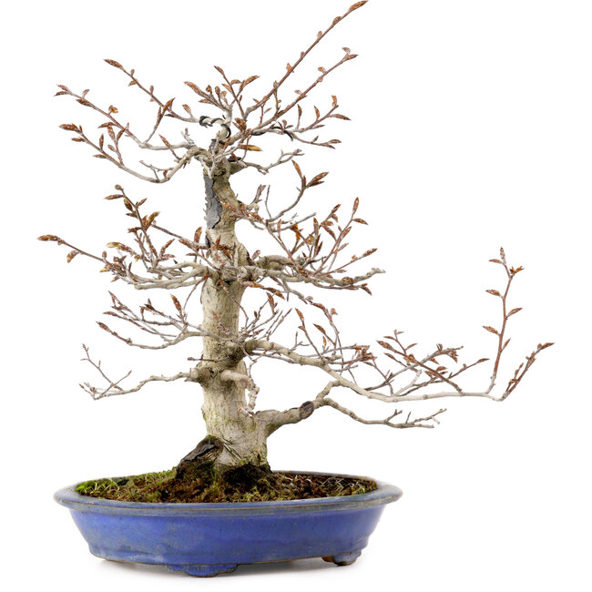Fagus crenata, 31 cm, ± 20 years old, with a nebari of 9 cm