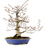 Fagus crenata, 31 cm, ± 20 years old, with a nebari of 9 cm