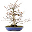 Fagus crenata, 31 cm, ± 20 years old, with a nebari of 9 cm