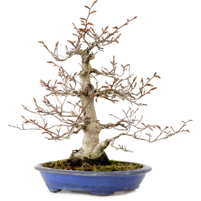 Fagus crenata, 31 cm, ± 20 years old, with a nebari of 9 cm