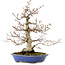 Fagus crenata, 31 cm, ± 20 years old, with a nebari of 9 cm