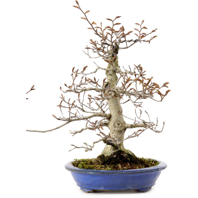 Fagus crenata, 31 cm, ± 20 years old, with a nebari of 9 cm