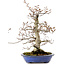 Fagus crenata, 31 cm, ± 20 years old, with a nebari of 9 cm