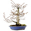 Fagus crenata, 31 cm, ± 20 years old, with a nebari of 9 cm