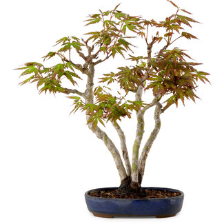 Acer palmatum, 30 cm, ± 15 years old