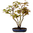 Acer palmatum, 30 cm, ± 15 years old, with a nebari of 4 cm